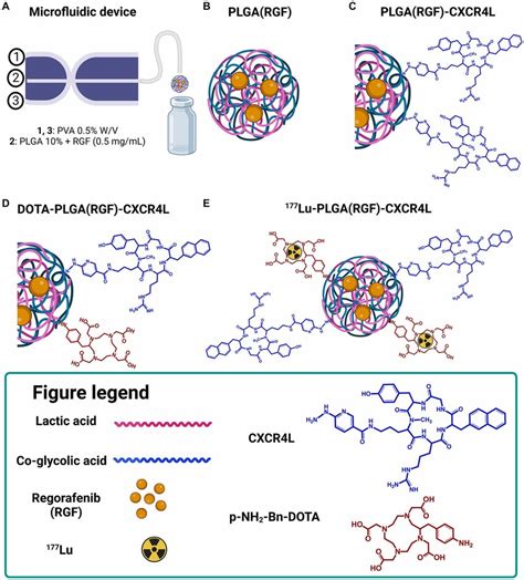 Schematic Representation Of The 177 Lu Plga Rgf Cxcr4l Synthesis For