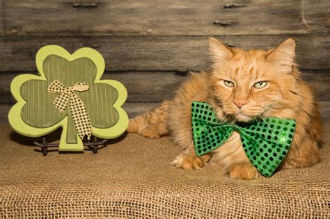 Saint Patricks Day 10 Cute Cats Who Are Going Green Pictures