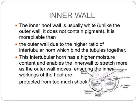 Anatomy of hoof | PPT | Free Download