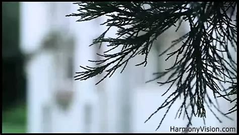 Free Harmony Vision Porn Videos Harmonyvision XHamster