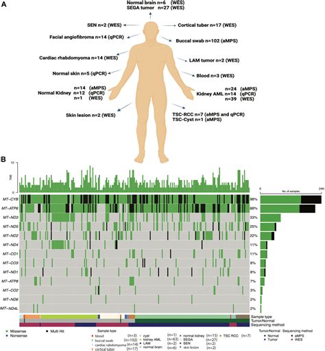 Frontiers Spectrum Of Germline And Somatic Mitochondrial Dna Variants