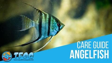 Angelfish Care Guide What You Really Need To Know TFCG