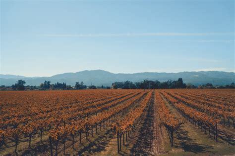 Napa Valley Wine History