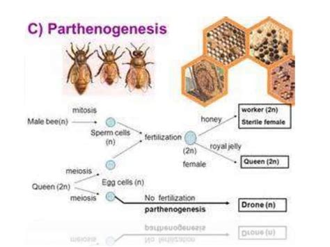 Parthenogenesis | PPT