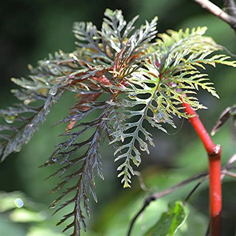 Begonia Bipinnatifida (Updated 2023)