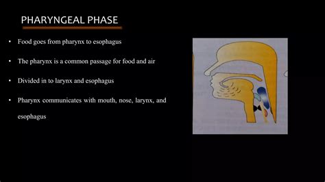 Mastication And Deglutition Ppt