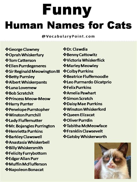 270+ Funny And Cute Cat Names - Vocabulary Point