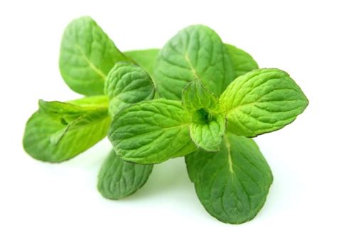 Premium Photo | Sweet mint