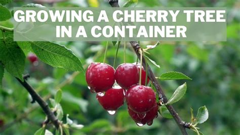 9 Secret Techniques To Growing A Cherry Tree In A Container