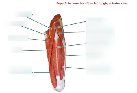 Ch Superficial Muscles Of The Left Thigh Anterior View Diagram The