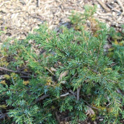 Juniperus Communis Green Carpet Jeneverbes Kopen Het Groene Paradijs