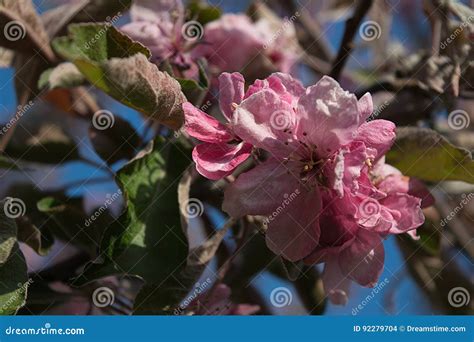 Flores Rosadas De La Manzana Foto De Archivo Imagen De Flores