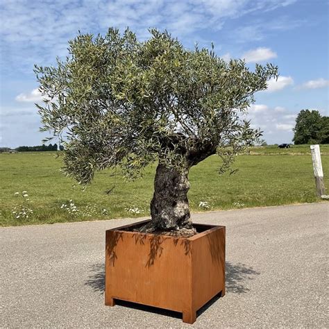 Cortenstaal Plantenbak Met Bodem Op Poten Gevuld Met Grote Olijfboom