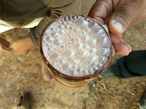 Conoce Al Pajarete La Bebida Hecha Con Leche Bronca Y Alcohol El