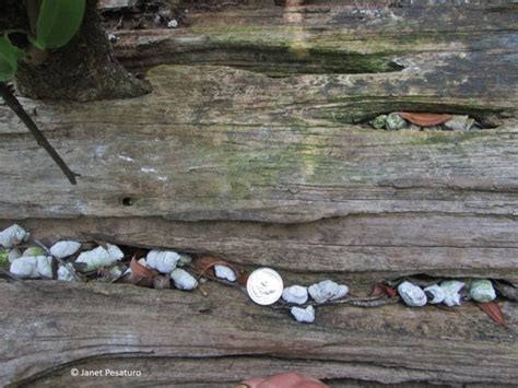 Alligator Tracks and Sign - Part I - Winterberry Wildlife