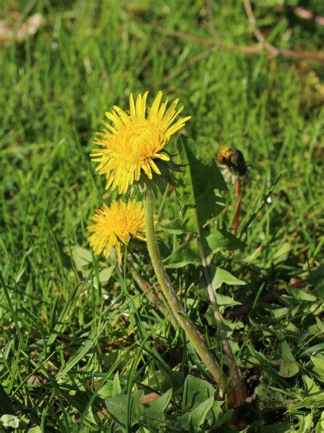 Löwenzahnblüten Gelee durchwaldundwiese de