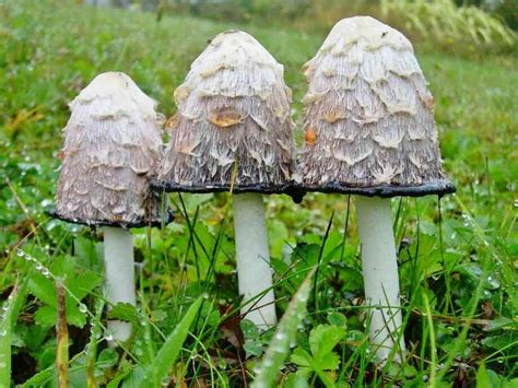 50 цікавих фактів про гриби