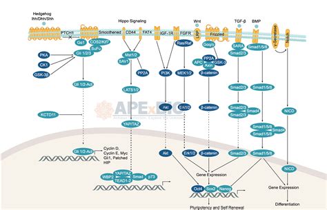 APExBIO Stem Cell Signaling Pathways