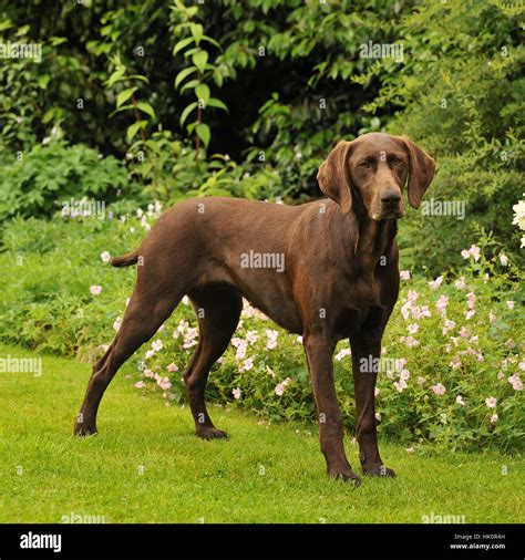 German Shorthaired Pointer Docked Tail Stock Photo Alamy