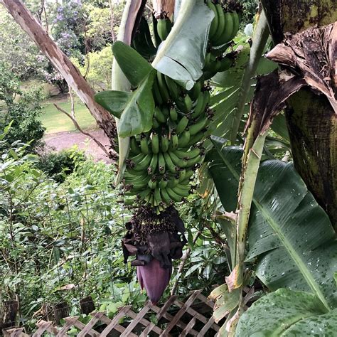 Plantain Banana Tree Plantains On The Tree, Efate, Vanuatu,