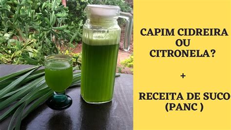 CAPIM CIDREIRA CAPIM LIMÃO CAPIM SANTO X CITRONELA RECEITA DE SUCO