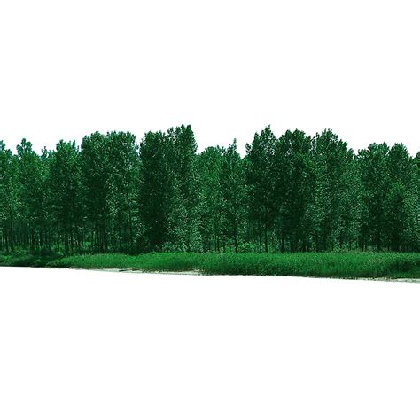 Forest Free Download PNG | PNG All