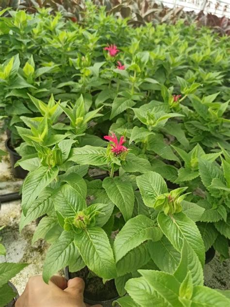 Монарда двойчатая Monarda didyma /17 — саженцы купить в интернет ...