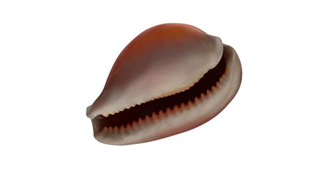 Golden Cowrie Shell 3D Model 24 3ds Blend C4d Fbx Max Ma Lxo