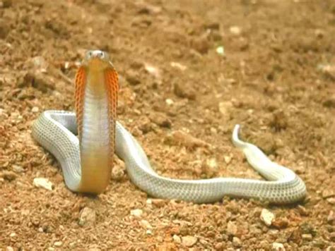 Most Venomous Snakes You Would'nt Want To Adopt As A Pet