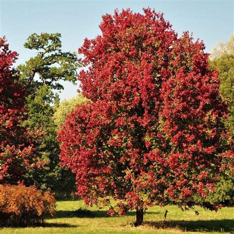 October Glory Maple Acer Rubrum October Glory Hedging Harrods Outdoor