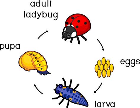 Ladybird Beetle Life Cycle