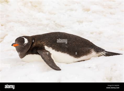 Antarctic Bird Island Hi Res Stock Photography And Images Alamy