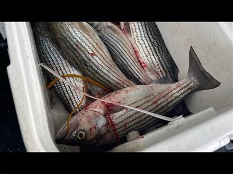 Pesca De Stripedbass Que Tremendo Jalon Stripedbassfishing Oklahoma