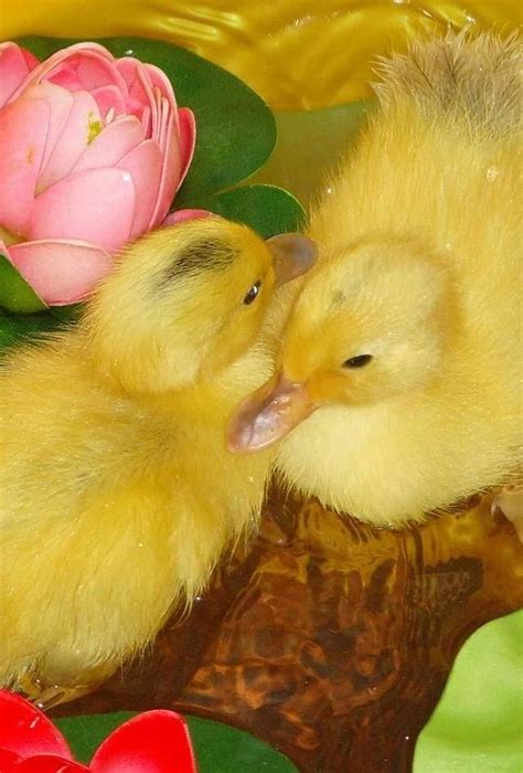 These Two Cute Ducklings : r/ducklings