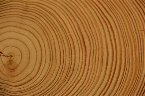 Holz Jahresringe Baum Kostenloses Foto Auf Pixabay