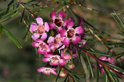 Geraldton Wax Purple