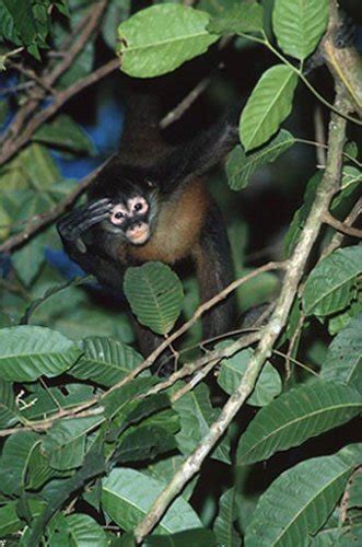 Get Spider Monkey Adaptations In The Rainforest Pictures