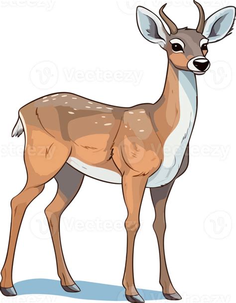 White Tailed Deer Illustration 26414452 Png