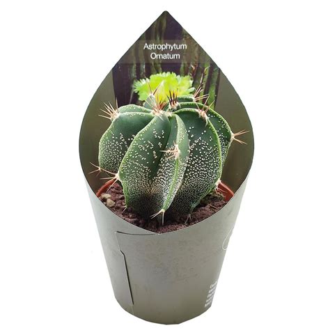 Astrophytum ornatum Bitkiler Toptan Satış FlorAccess