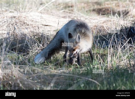 A Beautiful Red Fox Hunting for Prey Stock Photo - Alamy