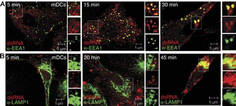 DsRNA Sequentially Colocalizes With Early And Late Endosome Marker