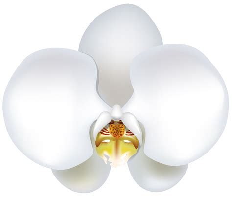 White Orchid Transparent 14033654 PNG