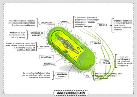 Celula Procariota Para Colorear Celula Vegetal Y Sus Partes Para