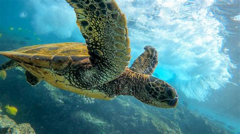 How Deep Can A Green Sea Turtle Dive