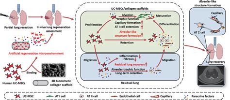 Schematic Representation Of The Prepared D Biomimetic Scaffoldbased