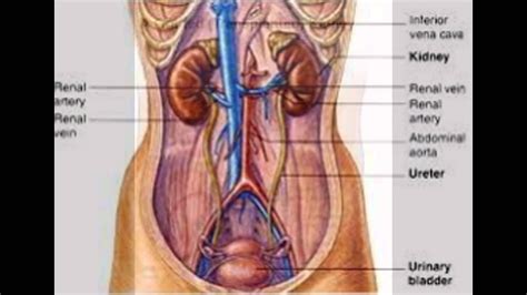 Human Kidney - YouTube