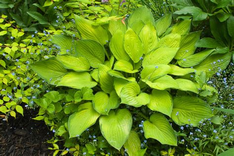 Hosta Gold Standard Plantain Lily