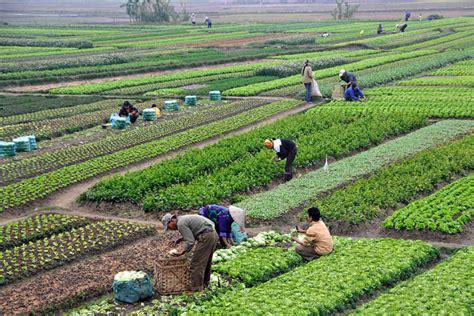 Lavoro Crolla Nei Campi Senza Braccianti Stranieri Coldiretti