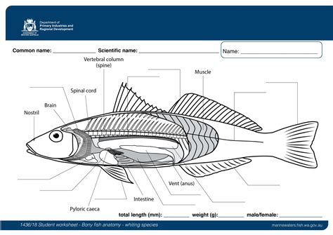 internal anatomy   bony fish structure life processes