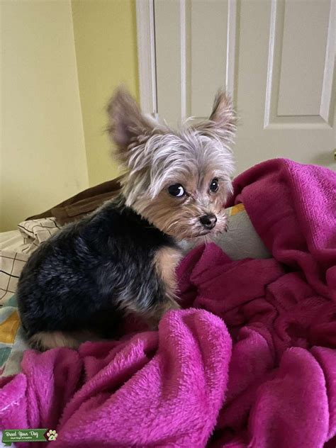 Teacup Yorkie Stud Dog In Dmv The United States Breed Your Dog